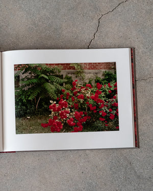 
                  
                    FLOWERS -  William Eggleston
                  
                
